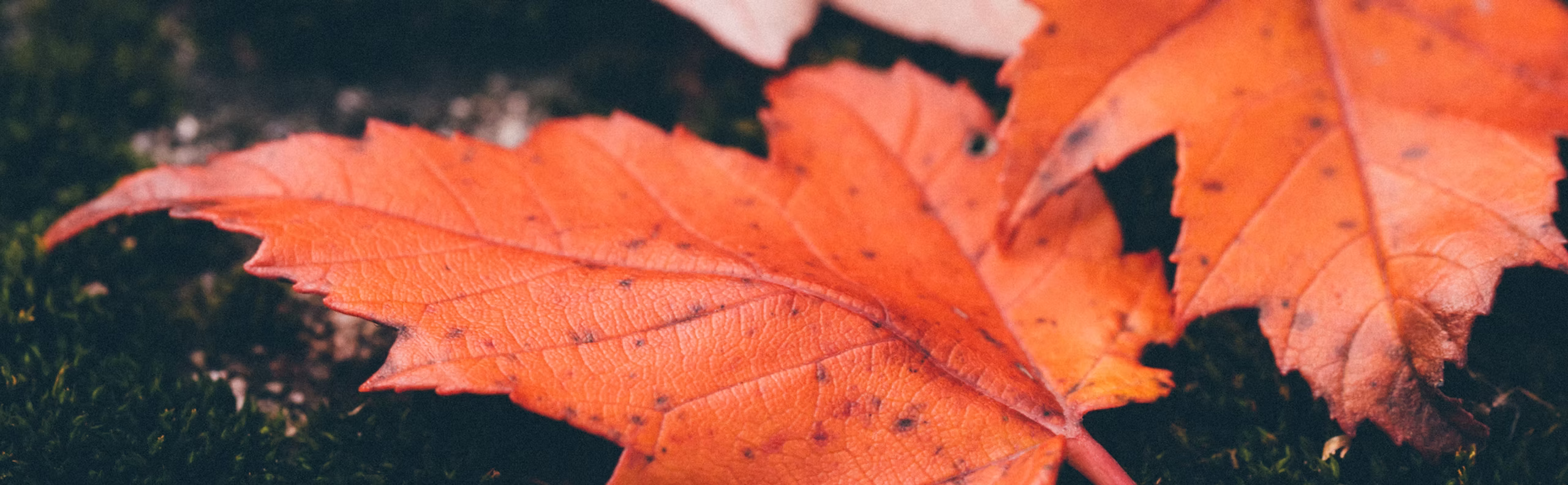 Red maple leaves